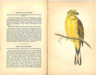The natural history of cage birds, their management, habits, food, diseases, treatment, breeding, and the methods of catching them.