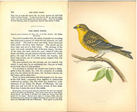 The natural history of cage birds, their management, habits, food, diseases, treatment, breeding, and the methods of catching them.. Bechstein, Johann ...