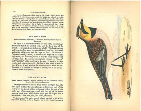 The natural history of cage birds, their management, habits, food, diseases, treatment, breeding, and the methods of catching them.. Bechstein, Johann ...