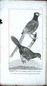 Traité des oiseaux de chant, des pigeons de volière, du perroquet, du faisan, du cygne et du paon.