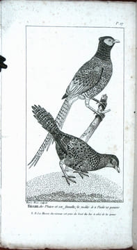 Traité des oiseaux de chant, des pigeons de volière, du perroquet, du faisan, du cygne et du paon.. Anonyme,