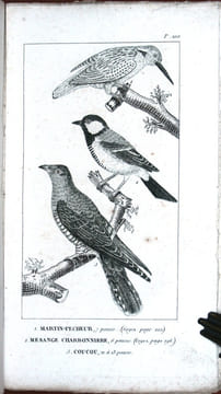 Traité des oiseaux de chant, des pigeons de volière, du perroquet, du faisan, du cygne et du paon.. Anonyme,