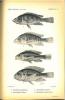 Voyage de Ch. Alluaud et R. Jeannel en Afrique orientale (1911-1912). Poissons du Victoria-Nyanza.. Pellegrin, J. & Ch. Alluaud