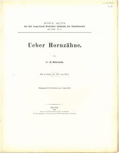 Ueber Hornzähne.