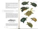 A country-lover's guide to wildlife : mammals, amphibians and reptiles of the northeastern United States.. Chambers, Kenneth A.