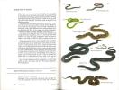 A country-lover's guide to wildlife : mammals, amphibians and reptiles of the northeastern United States.. Chambers, Kenneth A.