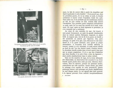 Aux aguets des oiseaux et autres animaux.