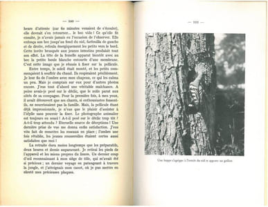 Aux aguets des oiseaux et autres animaux.