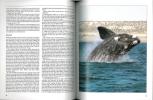 Whales of the world. A handbook and field guide to all the living species of whales, dolphins and porpoises.. Watson, Lyall