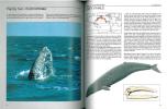 Whales of the world. A handbook and field guide to all the living species of whales, dolphins and porpoises.. Watson, Lyall