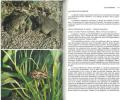 Guide du terrarium, technique, amphibiens, reptiles.. Matz, G. & M. Vanderhaege