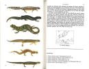 Guide des amphibiens et reptiles d'Europe.. Matz, G. & D. Weber