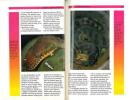 Boas and pythons. Breeding and care.. Stoops, E.D & A.T. Wright