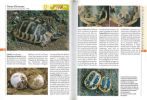 Guide des tortues. 190 espèces du monde entier.. Ferri, Vicenzo