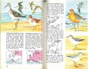 Oiseaux d'Europe.. Bruun, B.
