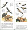 Guide des oiseaux de proie du monde.. Walters, M.