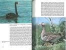 The illustrated encyclopedia of birds.. Hanzak, J. & J. Formanek