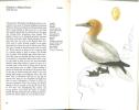 A colour guide to familiar sea and costal birds, eggs and nests.. Felix, J. & K. Hisek