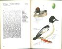 A colour guide to familiar sea and costal birds, eggs and nests.. Felix, J. & K. Hisek