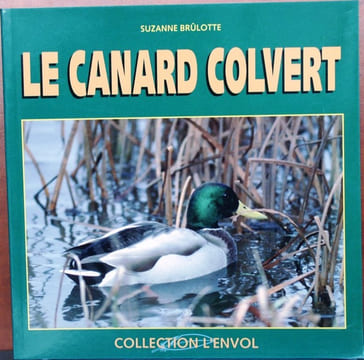 Le canard colvert.. Brulotte, S.