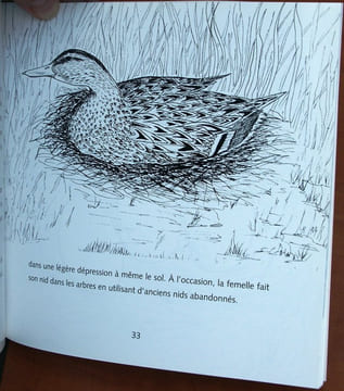 Le canard colvert.. Brulotte, S.