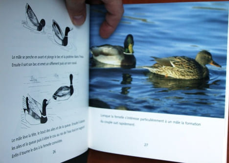 Le canard colvert.. Brulotte, S.