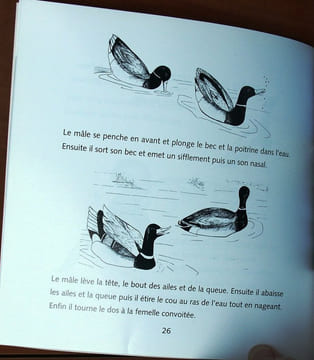 Le canard colvert.. Brulotte, S.