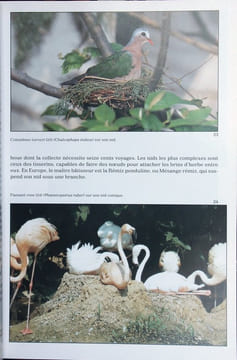 Encyclopédie illustrée : les oiseaux.. Veselovsky, Z.