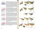 The Hamlyn guide to birds of Britain and Europe.. Bruun, B. & A. Singer
