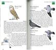 Scottish birds.. Thom, Valerie