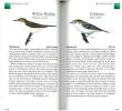Scottish birds.. Thom, Valerie