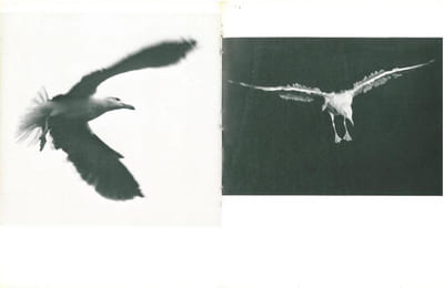 Jonathan Livingston le goéland.