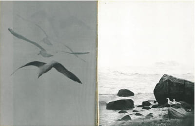 Jonathan Livingston le goéland.