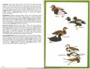 RSPB guide to british birds.. Saunders, D.