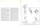 Les oiseaux chanteurs.. Grasselli, A.