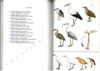 Les oiseaux de Camargue.. Boutin, J. et al.