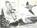 Quelques oiseaux du Canada.. Godfrey, W. Earl