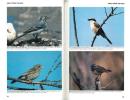 A field guide to photographing birds in Britain and western Europe.. Hill, M. & G. Langsbury