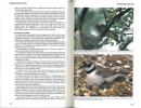 A field guide to photographing birds in Britain and western Europe.. Hill, M. & G. Langsbury