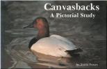 Canvasbacks, a pictorial study.. Veasey, T.