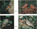 Les oiseaux des jardins et des bois, comment les observer, les reconnaître et les protéger.. Henze, O. & G. Zimmermann