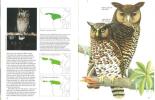 Owls of the world, their evolution, structure and ecology.. Burton, J.A. et al.