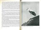 Der Weiss-Storch.. Creutz, G.