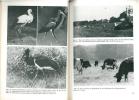 Der Weiss-Storch.. Creutz, G.