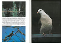 Les oiseaux du ciel.