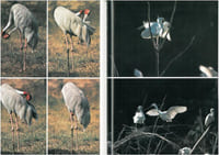 Les oiseaux du ciel.