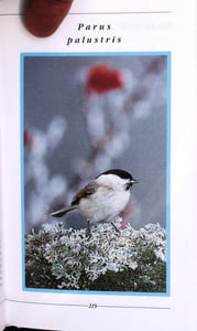 Les oiseaux du jardin et de la campagne, les observer, les reconnaître, les protéger.