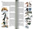 A guide to field identification, birds of north America.. Robbins, C.S et al.
