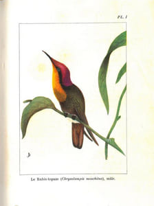 La vie des colibris.