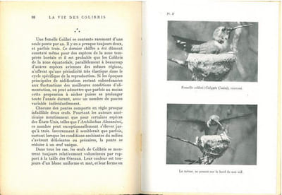 La vie des colibris.